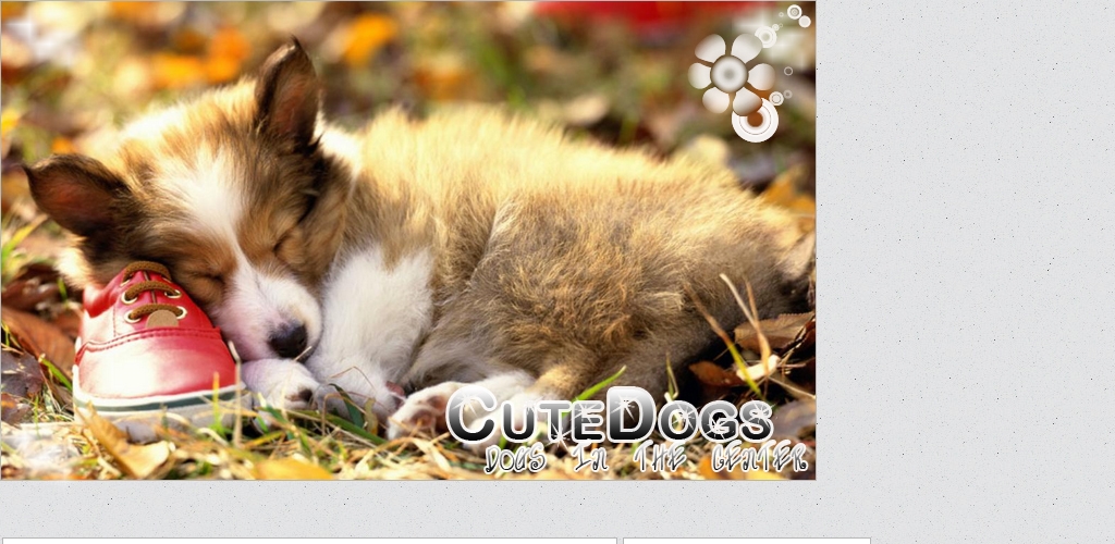 __________cutedogs*